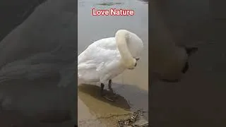 Thumbnail: A rare moment capturing a family of Swans #wildlife #nature #swans