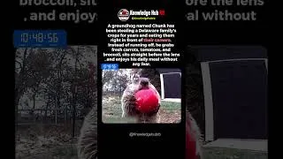 Thumbnail: Chunk Kept Raiding Their Garden