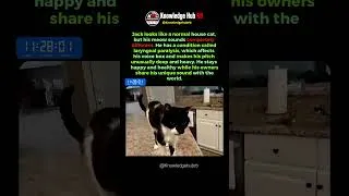 Thumbnail: Cat Has an Unbelievably Deep Meow