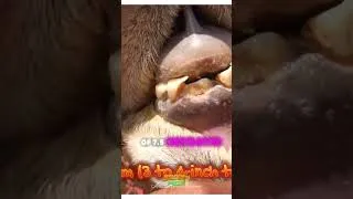 Thumbnail: Dromedary Camel’s Hidden Fangs Deadly Herbivores! #CamelDanger