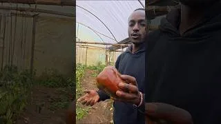 Thumbnail: Greenhouse farming in Kenya 🇰🇪 #Farm #Greenhouse #youtubeshorts
