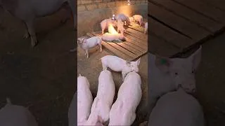 Thumbnail: This Pig Farmer Is Making SERIOUS MONEY! 🐷💰🔥 #PigFarming #Kenya #FarmingBusiness #Agribusiness