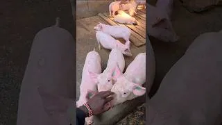 Thumbnail: From 8 Pigs to BIG MONEY! 🐷💰🔥 #PigFarming #Kenya #FarmingBusiness #Agribusiness #AfricanFarmers