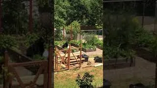 Thumbnail: Bear spotted in Ashland garden