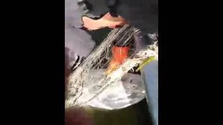 Thumbnail: Euwana Lake Sturgeon