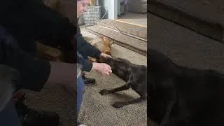 Thumbnail: Hershey Demoing Take-it, Tug, Sit, Take-it