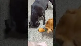 Thumbnail: Cute Dogs | Dog Training | Some of my favorite dog toys!