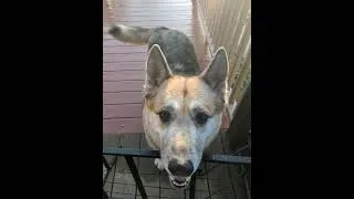 Thumbnail: Cute Dogs | Dog Training | Koda.. you know you can jump that right?