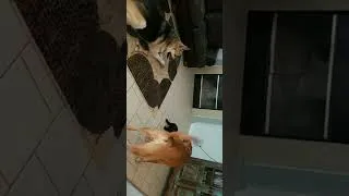 Thumbnail: Cute Dogs | Dog Training | when Hershey met Bruce and Koda