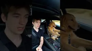 Thumbnail: Dog drives Lamborghini