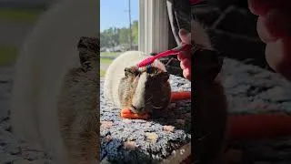 Thumbnail: sun kissed guinea pig