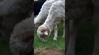 Thumbnail: Sheep Sound for Kids | Baa Baa Sound 🐑 #animalsounds
