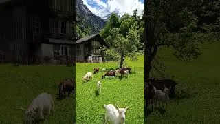 Thumbnail: Goat Sound for Kids | Maa Maa Sound 🐐
