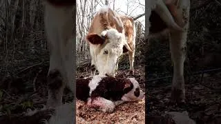 Thumbnail: Cow Sound for Kids | Moo Moo Sound 🐄