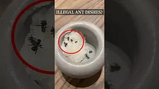 Thumbnail: Michelin-star restaurant owner faces jail time for serving ants
