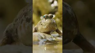 Thumbnail: A Mudskipper Looks Like an Evolutionary Glitch | #DeepLook #Shorts