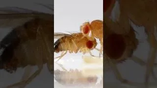 Thumbnail: Watch Fruit Flies Wrangle Each Other, Sumo Wrestler-Style | #DeepLook #Shorts