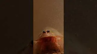 Thumbnail: This Tadpole Shrimp Is Coming for Your Rice | #DeepLook #Shorts