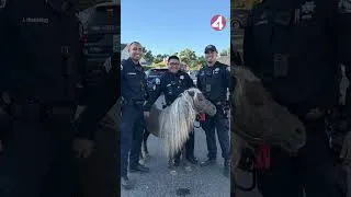 Thumbnail: Shetland pony found wandering San Jose neighborhood
