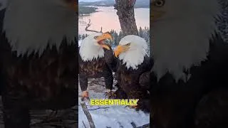 Thumbnail: Jackie The Bald Eagle Had A Lover BEFORE Shadow?!