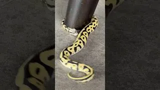 Thumbnail: Just hanging out with our new pet 🐍⚠️ Not for the squeamish — natural feeding ahead!