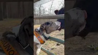 Thumbnail: Bruno loves his Maev human-grade dog food!  https://maev.yt.link/xmK3mY2