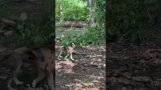 Thumbnail: Livin' his BEST life! #pitahoula #catahoulaleoparddog #pitbull #puppy #funnyanimals #countrylife