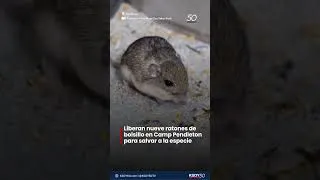 Thumbnail: 👉 Liberan nueve ratones de bolsillo en Camp Pendleton para salvar a la especie.