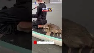 Thumbnail: Texas paddleboarders save drowning raccoon 🦝