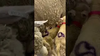 Thumbnail: Kansas State Fair Birthing Center 9/8/23 - Two of a Kind