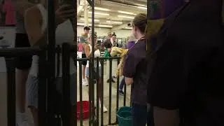 Thumbnail: Kansas State Fair Birthing Center 9/8/23 - Meet Margo Melissa the lamb
