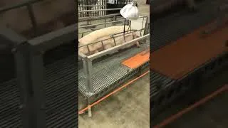 Thumbnail: Kansas State Fair Birthing Center 9/9/23 - Meet the Baby Lamb