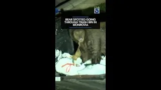 Thumbnail: Bear spotted going through trash bin in Monrovia