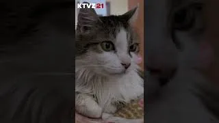 Thumbnail: Clear the Shelters
