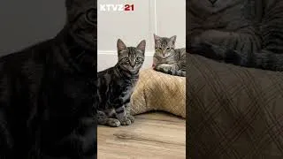 Thumbnail: Clear The Shelters