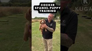 Thumbnail: Cocker Spaniel Puppy | First Training Session