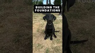 Thumbnail: Fun With Our Labrador Puppy