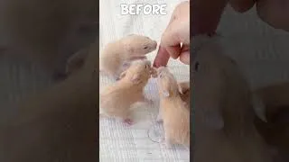 Thumbnail: Let's GROW!!!!! #hamster #kumaqq #pets #animals #funny