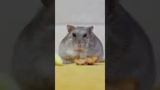 Thumbnail: Clean hampter