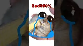 Thumbnail: Sad Hamster Happy Ending