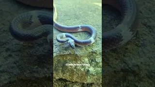 Thumbnail: Night Hunter: Wolf Snake 🌙🐍