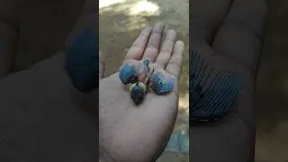 Thumbnail: Tiny Bird Survived the Storm 🌧️