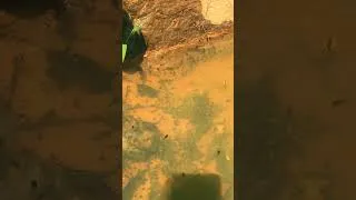 Thumbnail: This Tiny Tadpole Will Become a Frog