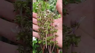 Thumbnail: Grow Sweet Italian Basil #shortsviral