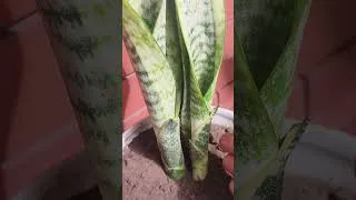 Thumbnail: Best Plant for Gifting #shorts