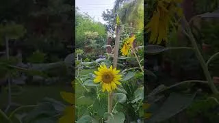 Thumbnail: Majestic Sunflowers in the Garden.#shorts