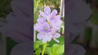 Thumbnail: Is mausam me lagao Water Hyacinth/jalkumbhi #shorts