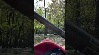 Thumbnail: Beautiful Day Paddling Through A Forest! Beaver River..