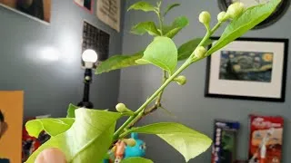 Thumbnail: CORRECTION: I HAVE SEVEN LEMON FLOWERS!!! (12/7/24)