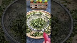 Thumbnail: Stop Wasting Money! Make Moringa Powder at Home in Minutes 🌿💰 #shorts #viralshort #moringa
